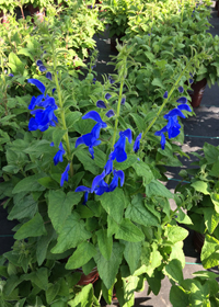 Salvia patens